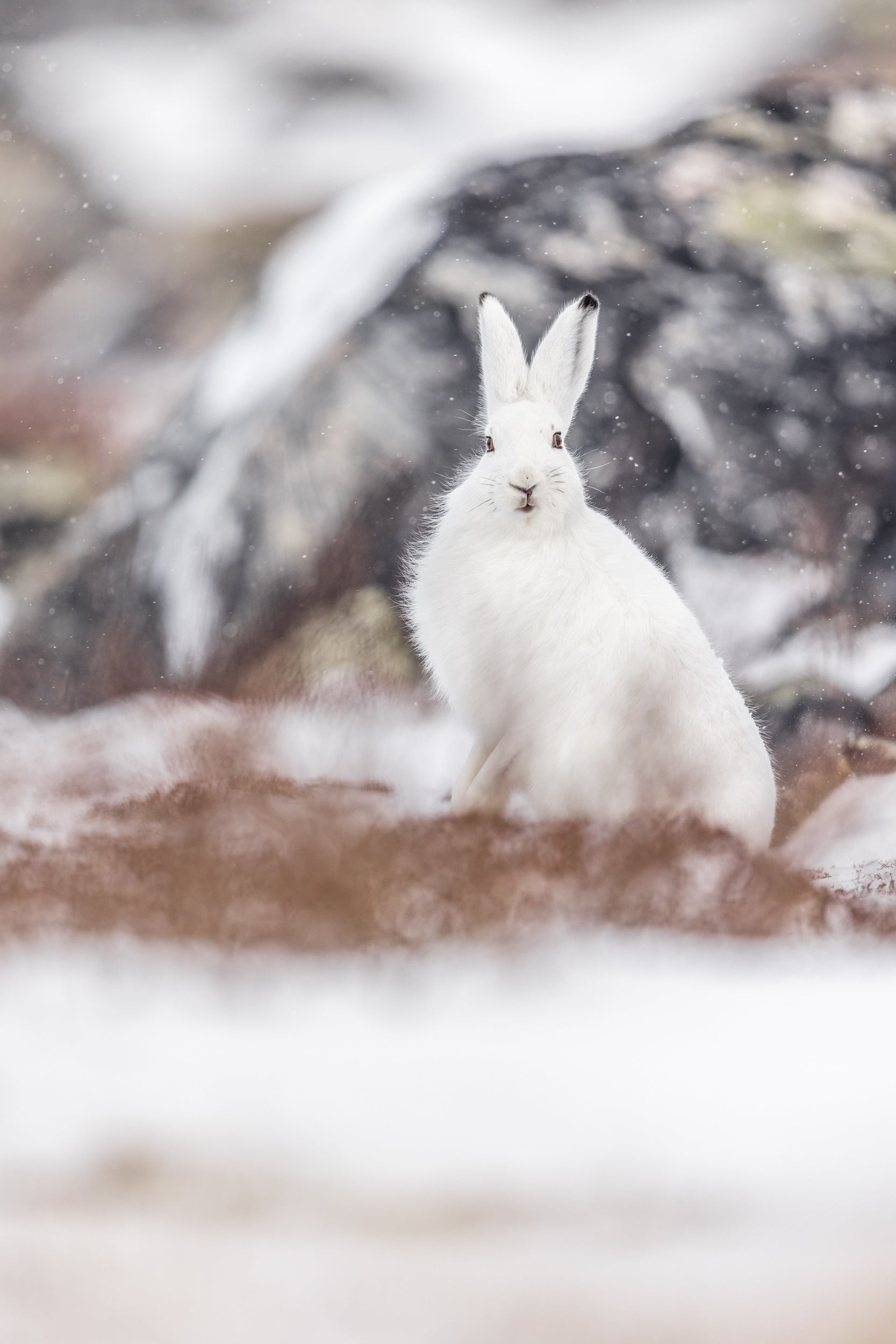 Arctic Hare 029