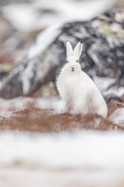 Arctic Hare 029