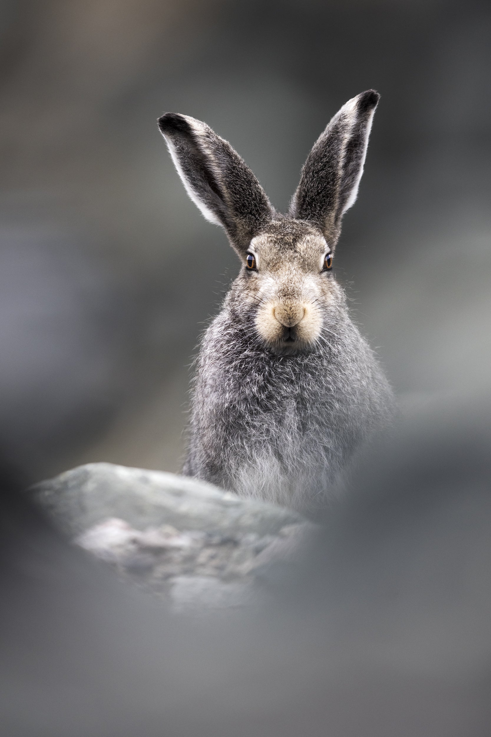 Arctic Hare 030