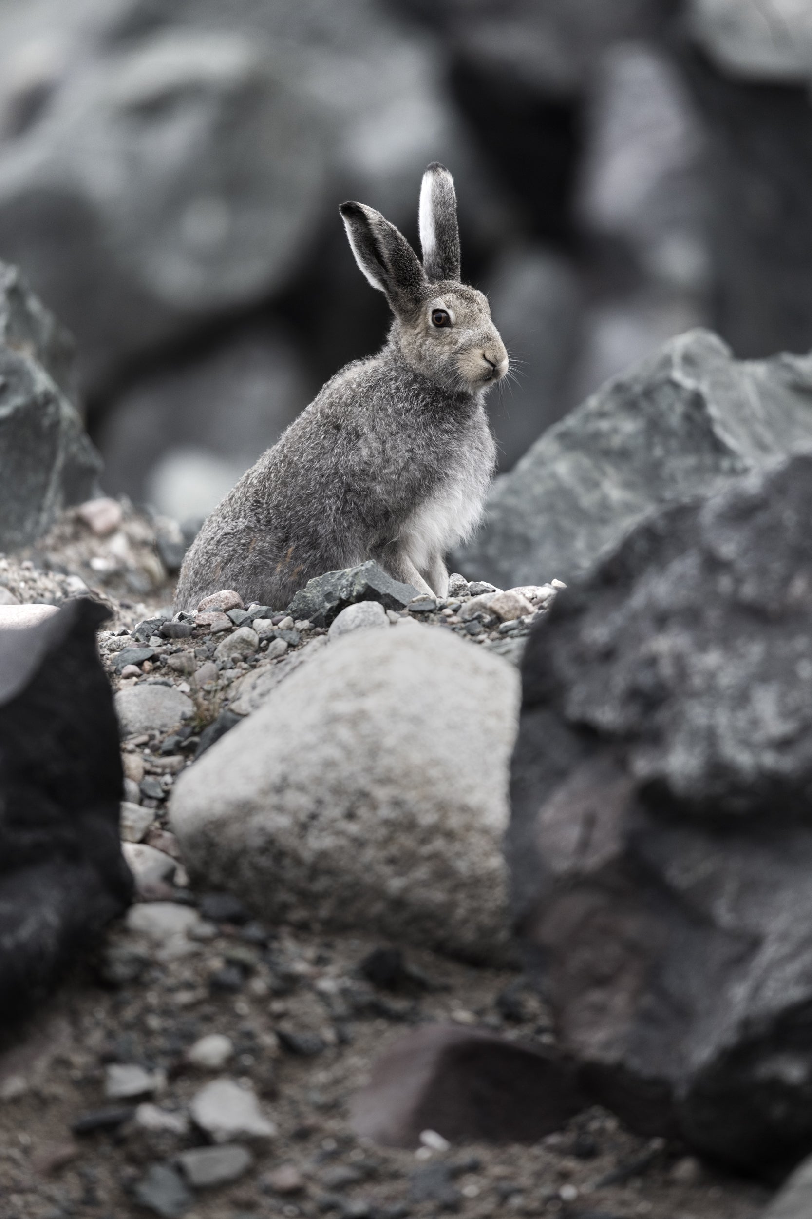 Arctic Hare 031