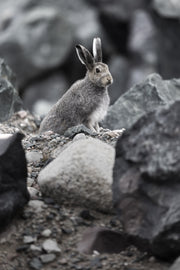 Arctic Hare 031