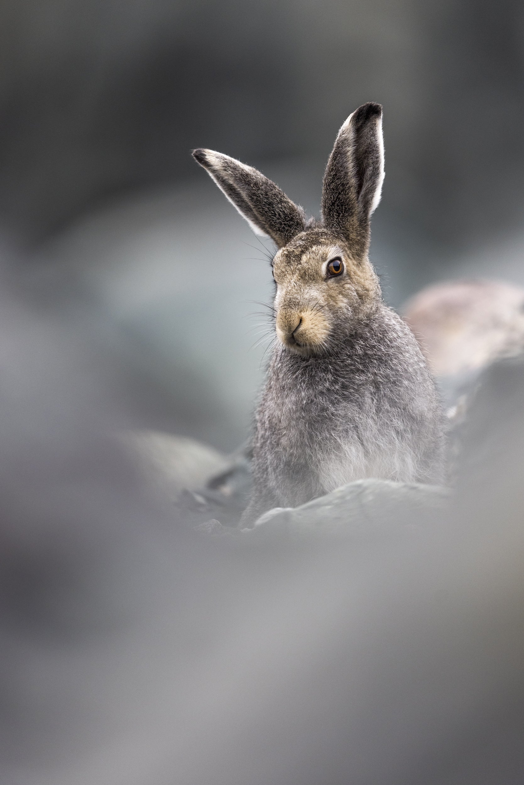 Arctic Hare 032