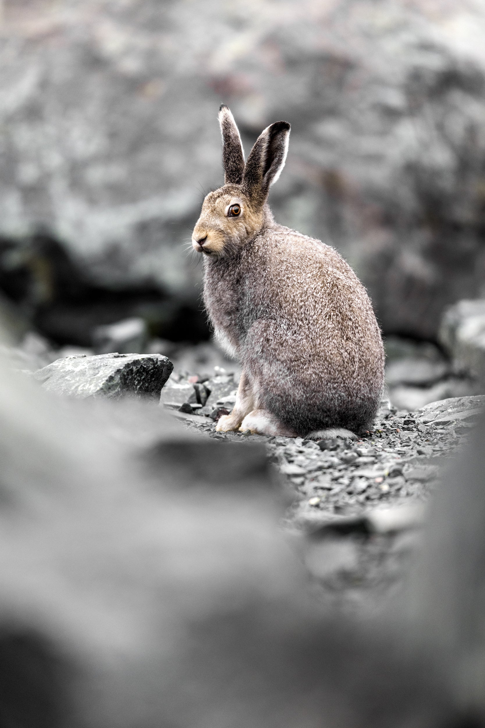Arctic Hare 033