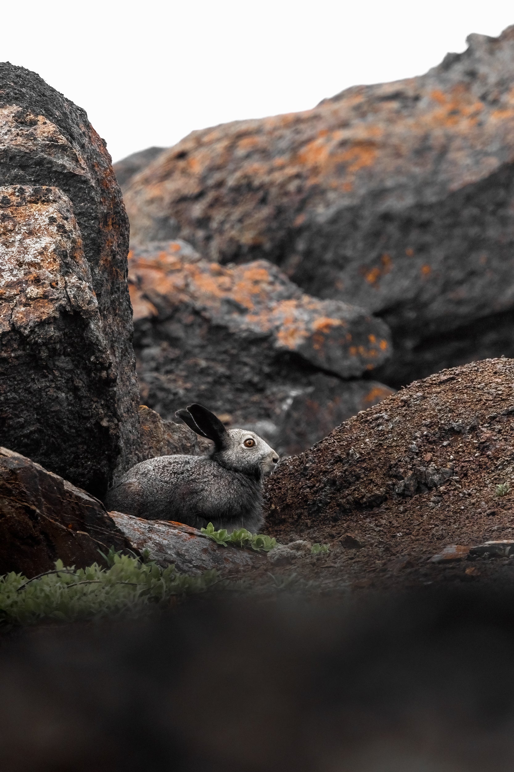 Arctic Hare 034