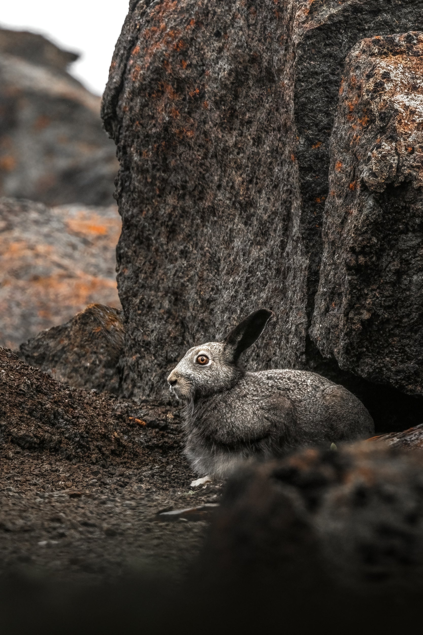 Arctic Hare 035