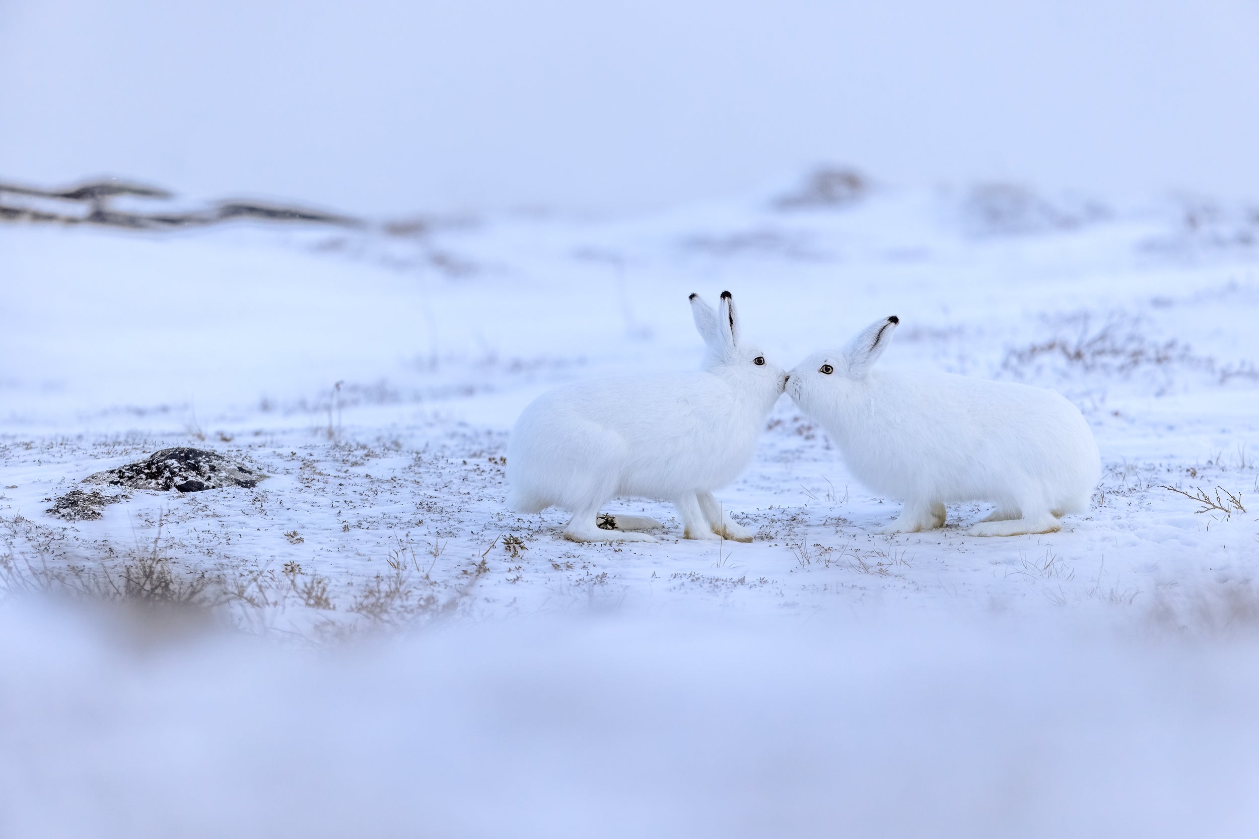 Arctic Hare 036