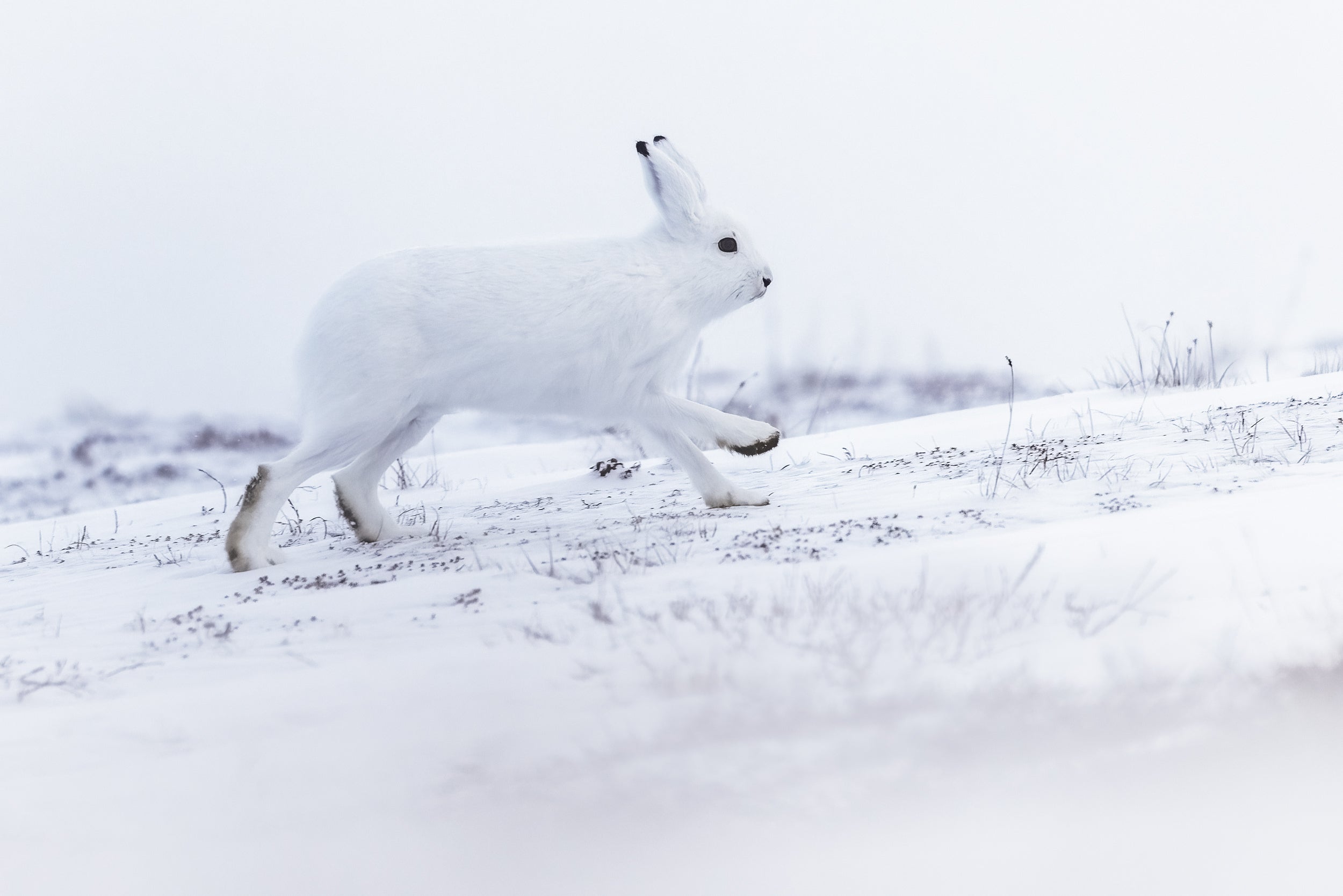 Arctic Hare 037