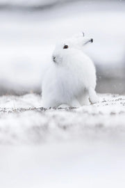 Lièvre arctique 038 - Jean-Simon Bégin - Photographe Animalier et Artiste Peintre