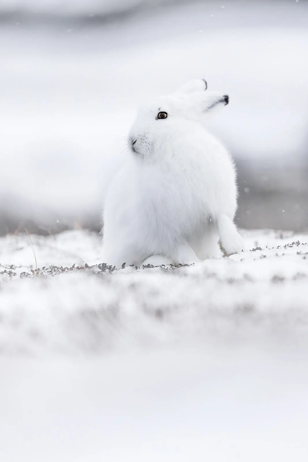 Lièvre arctique 038 - Jean-Simon Bégin - Photographe Animalier et Artiste Peintre