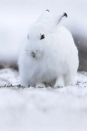 Lièvre arctique 039 - Jean-Simon Bégin - Photographe Animalier et Artiste Peintre