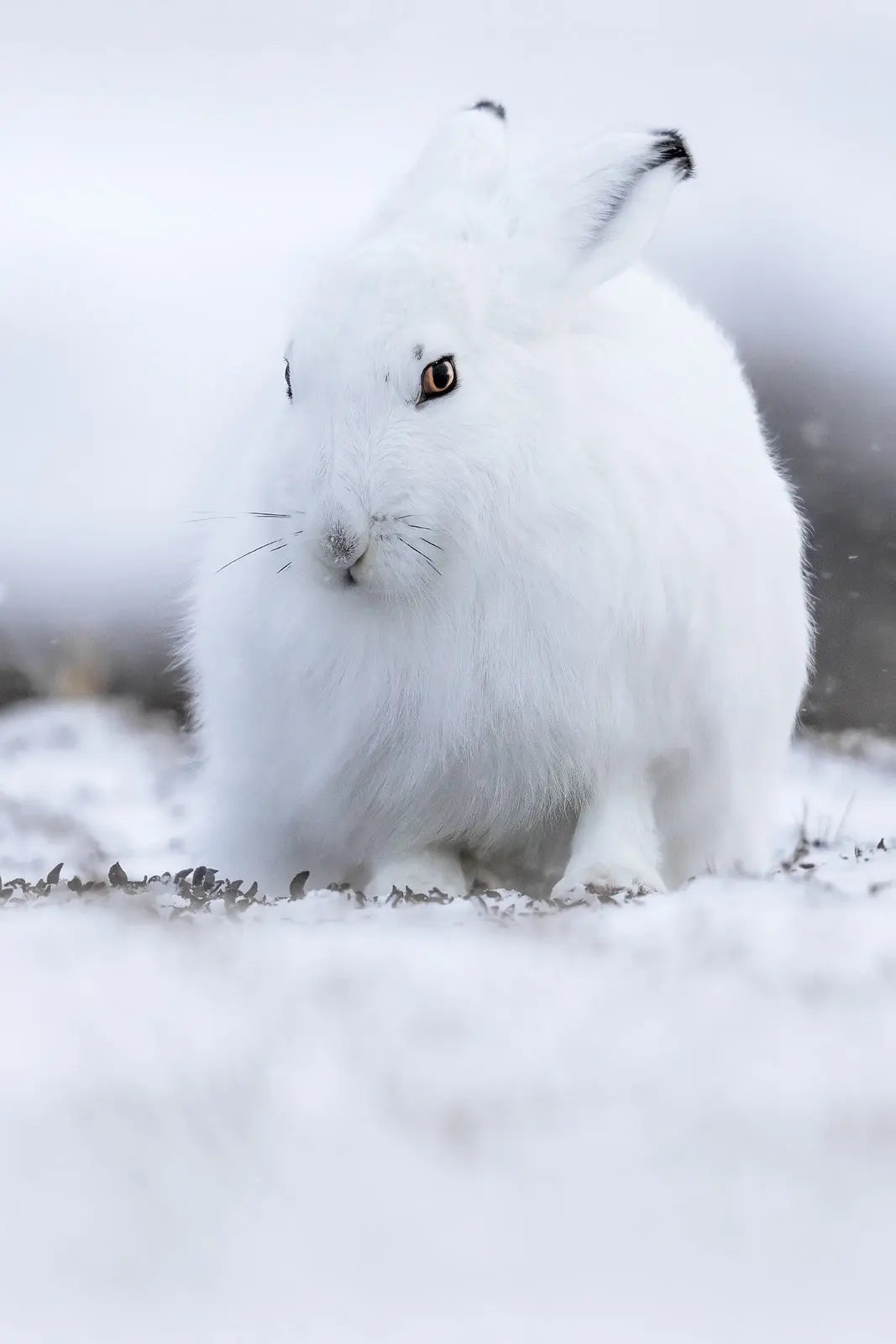 Lièvre arctique 039 - Jean-Simon Bégin - Photographe Animalier et Artiste Peintre