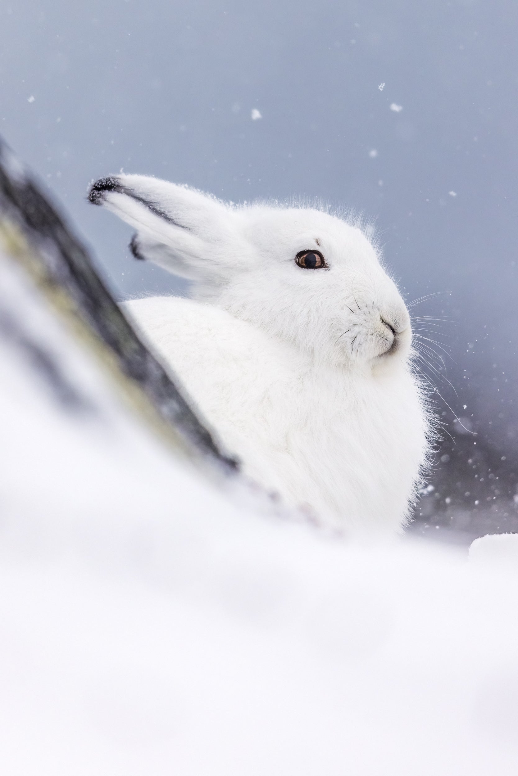Arctic Hare 004