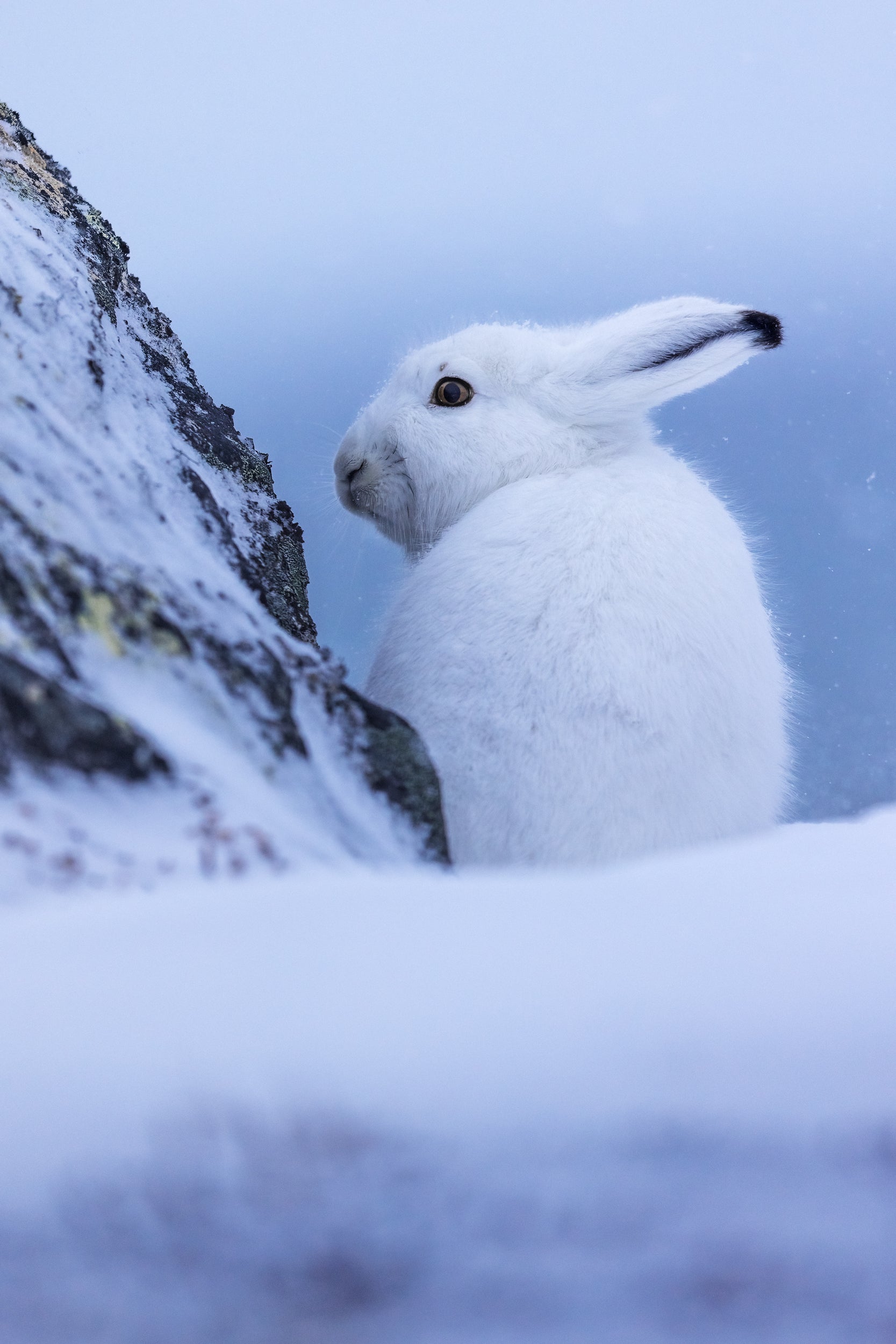 Arctic Hare 006
