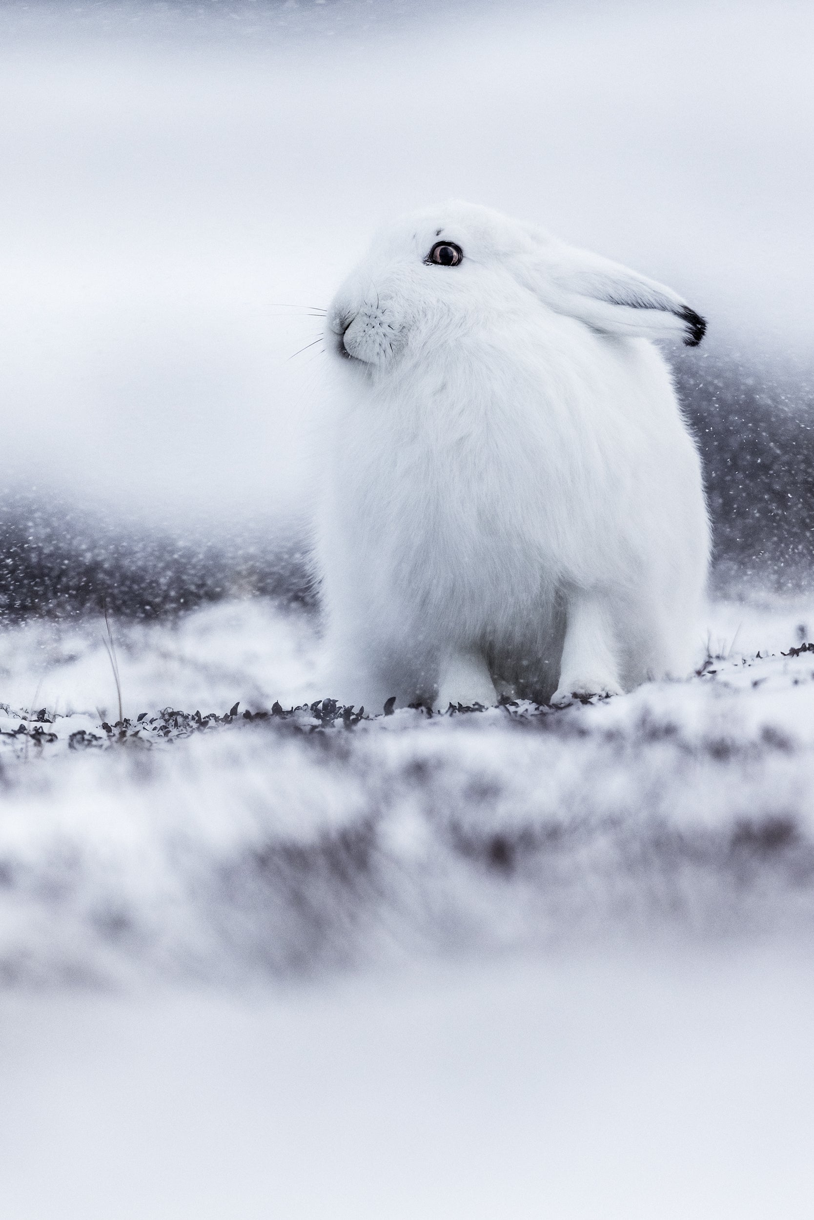 Arctic Hare 009
