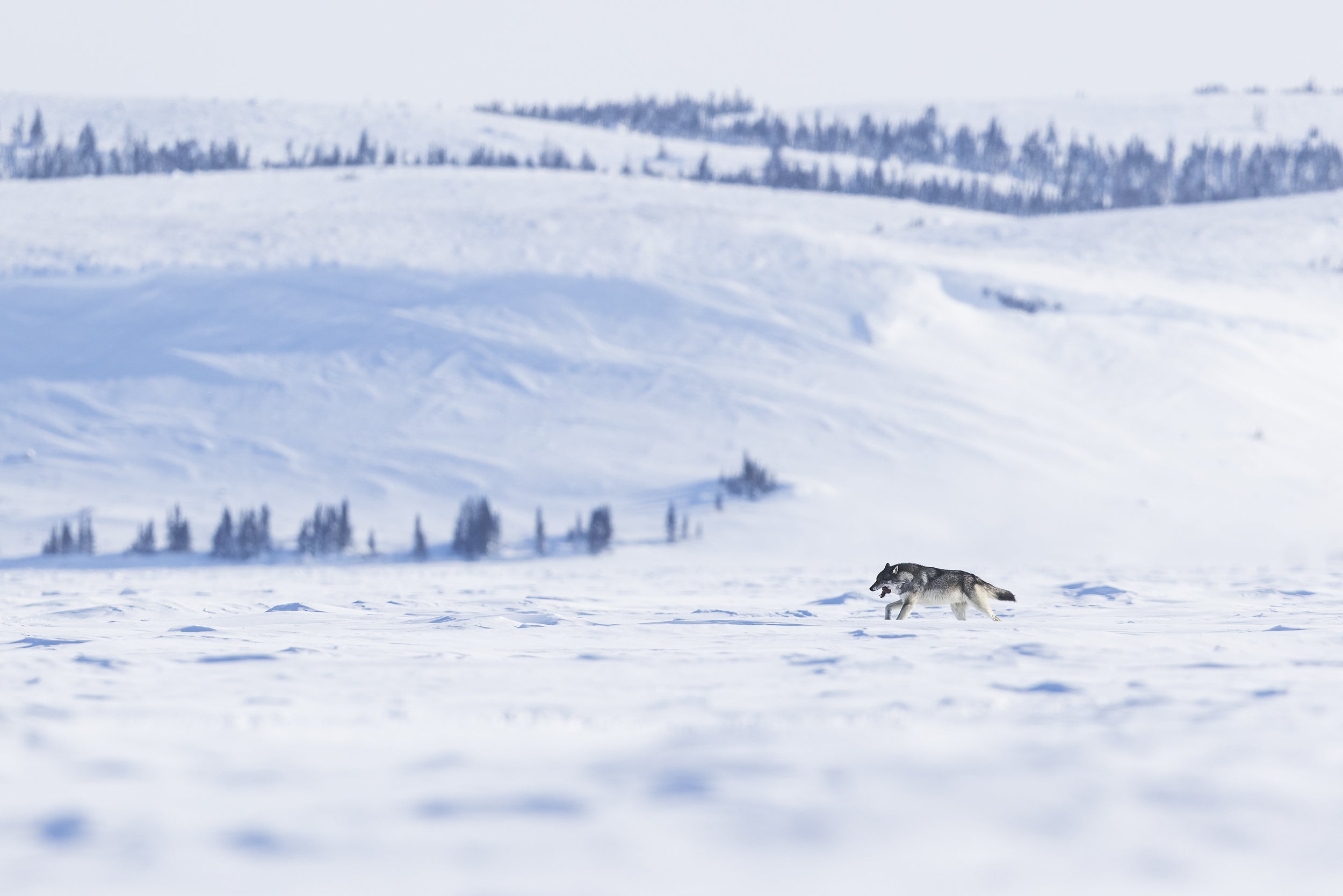 Loup gris - Hiver 012