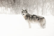 Loup gris - Hiver 002