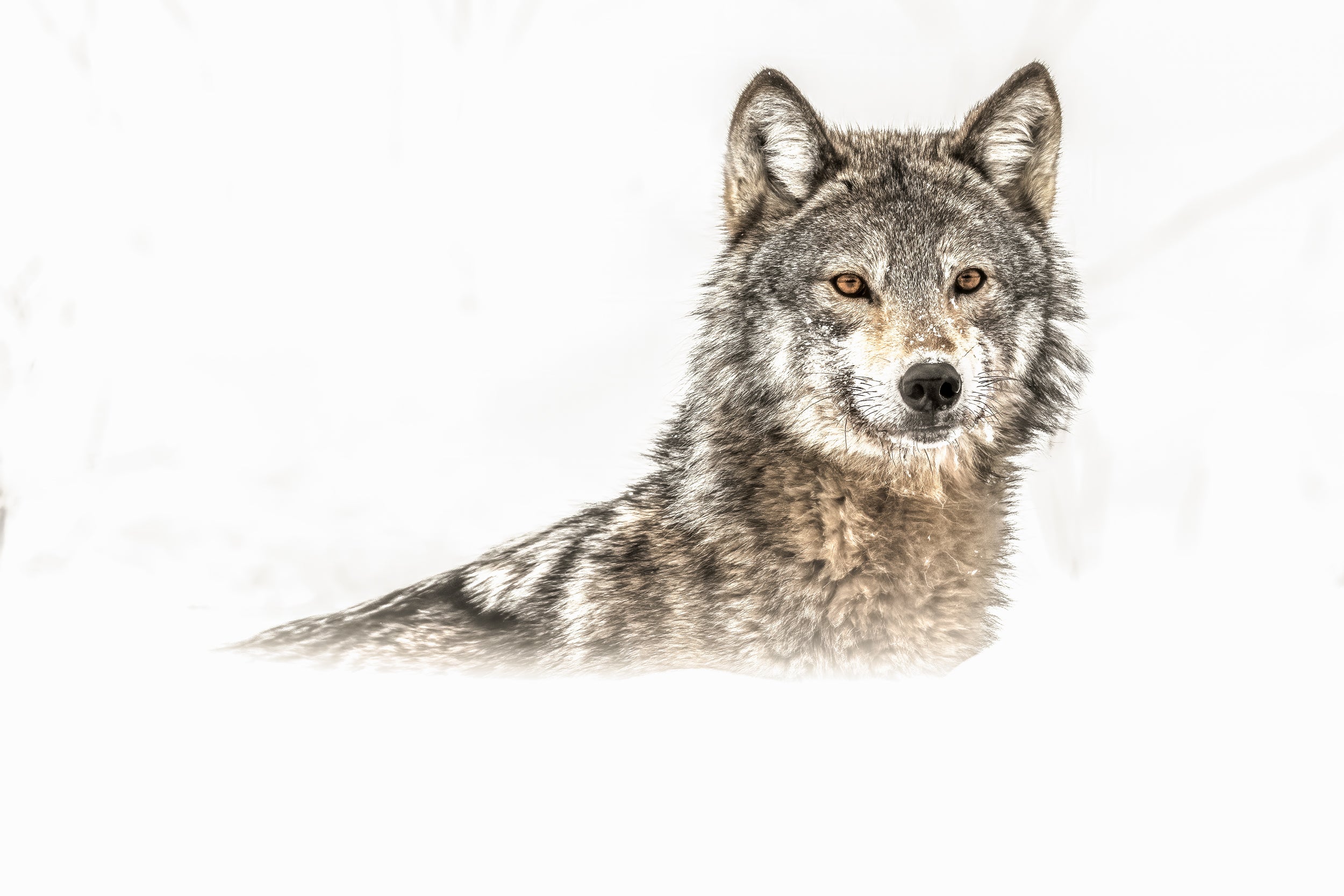 Loup gris - Hiver 005
