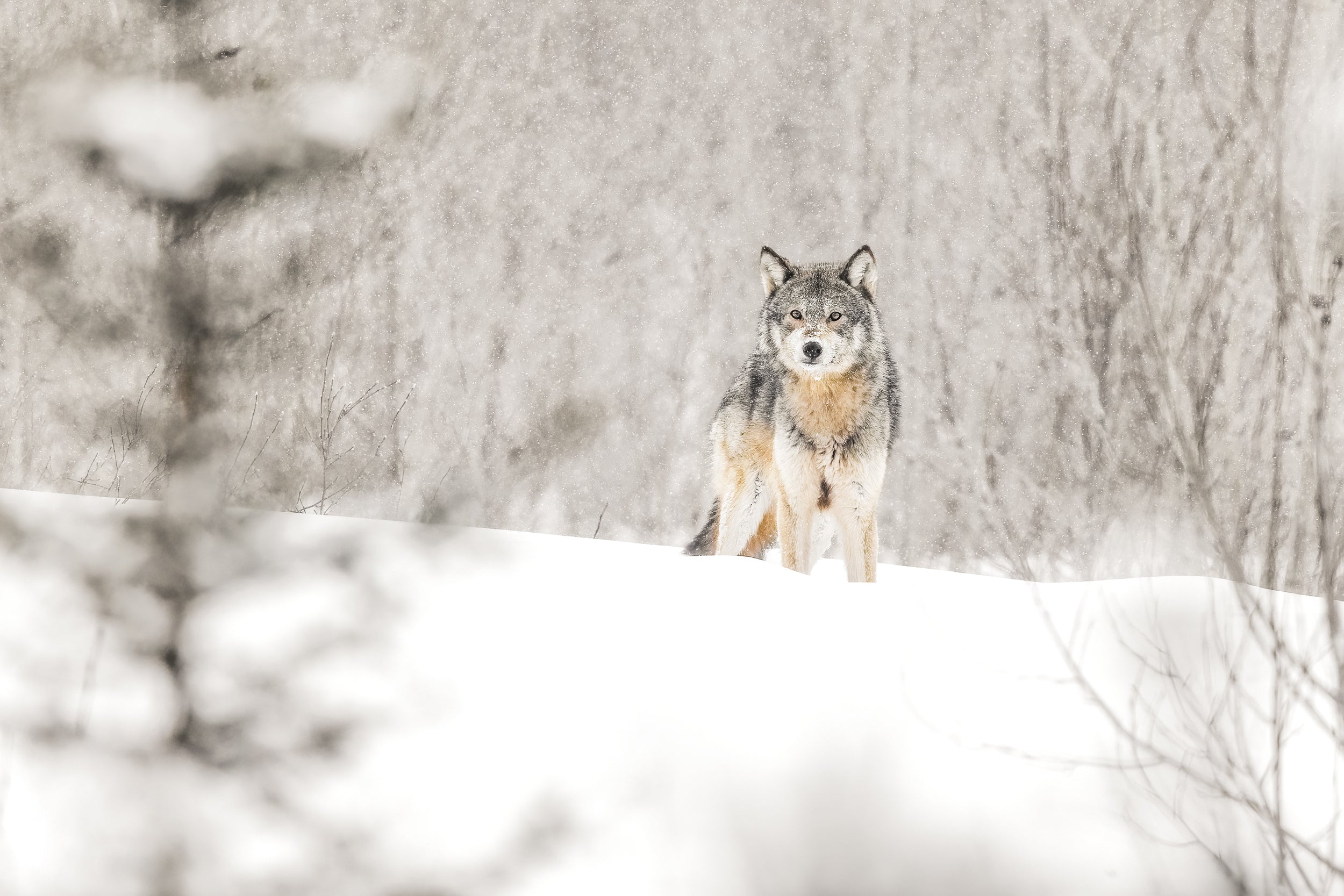 Loup gris - Hiver 007