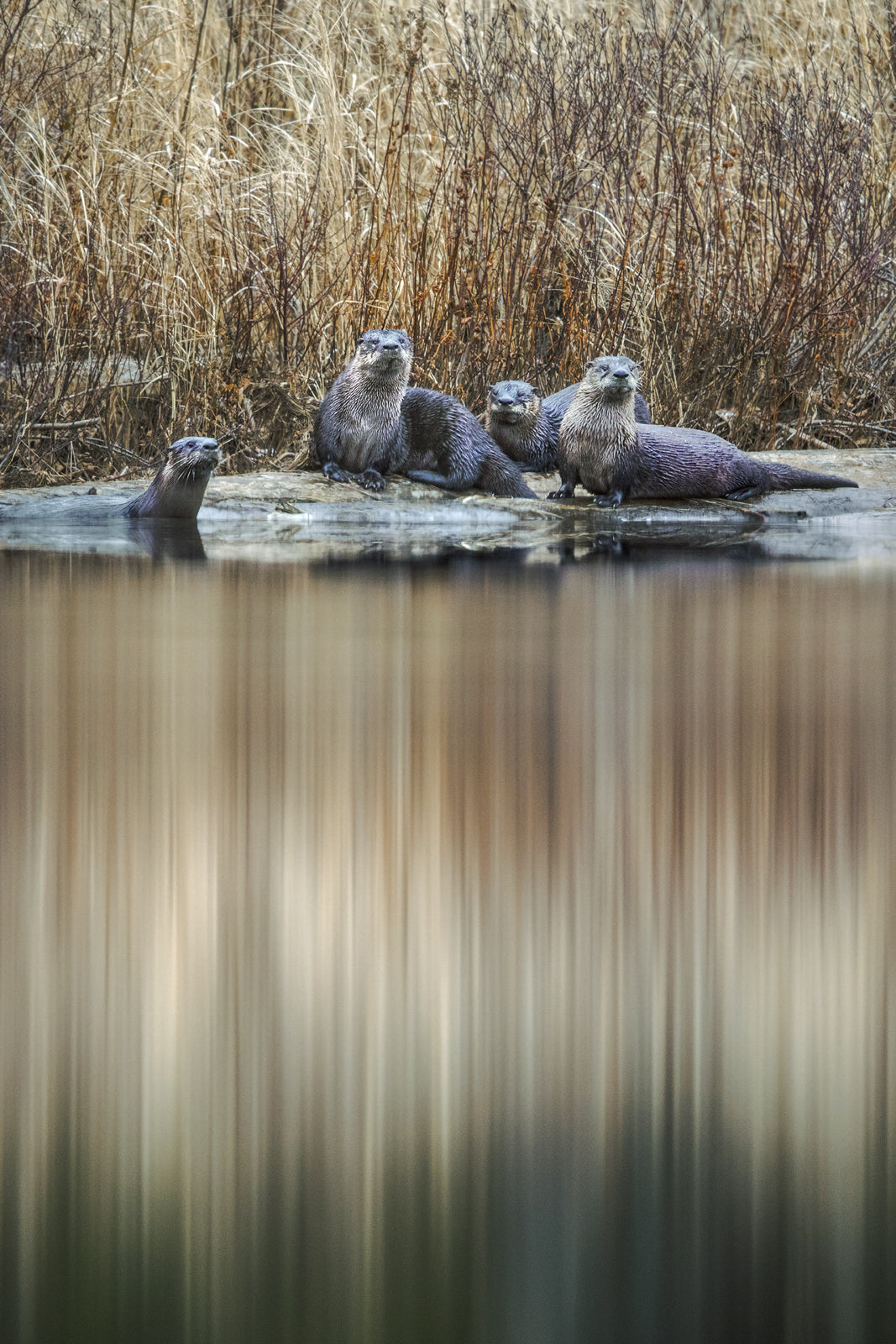 Loutre de rivière 01