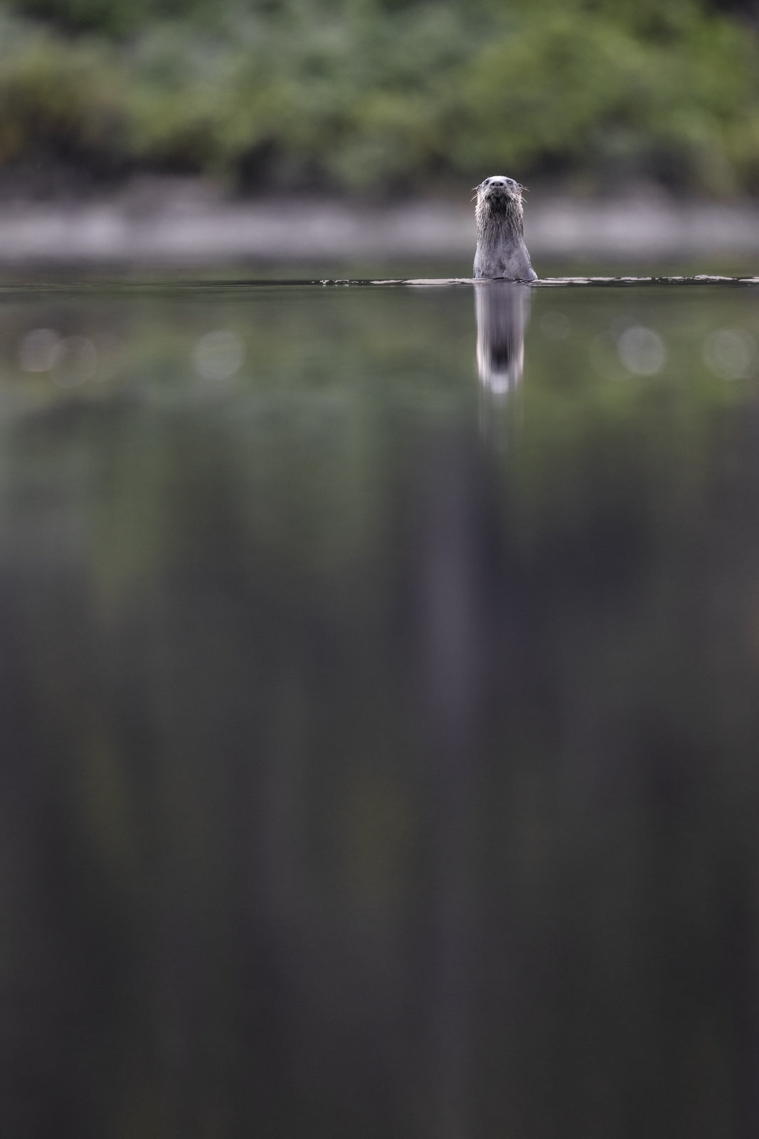 Loutre de rivière 010