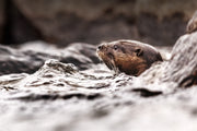 Loutre de rivière 017