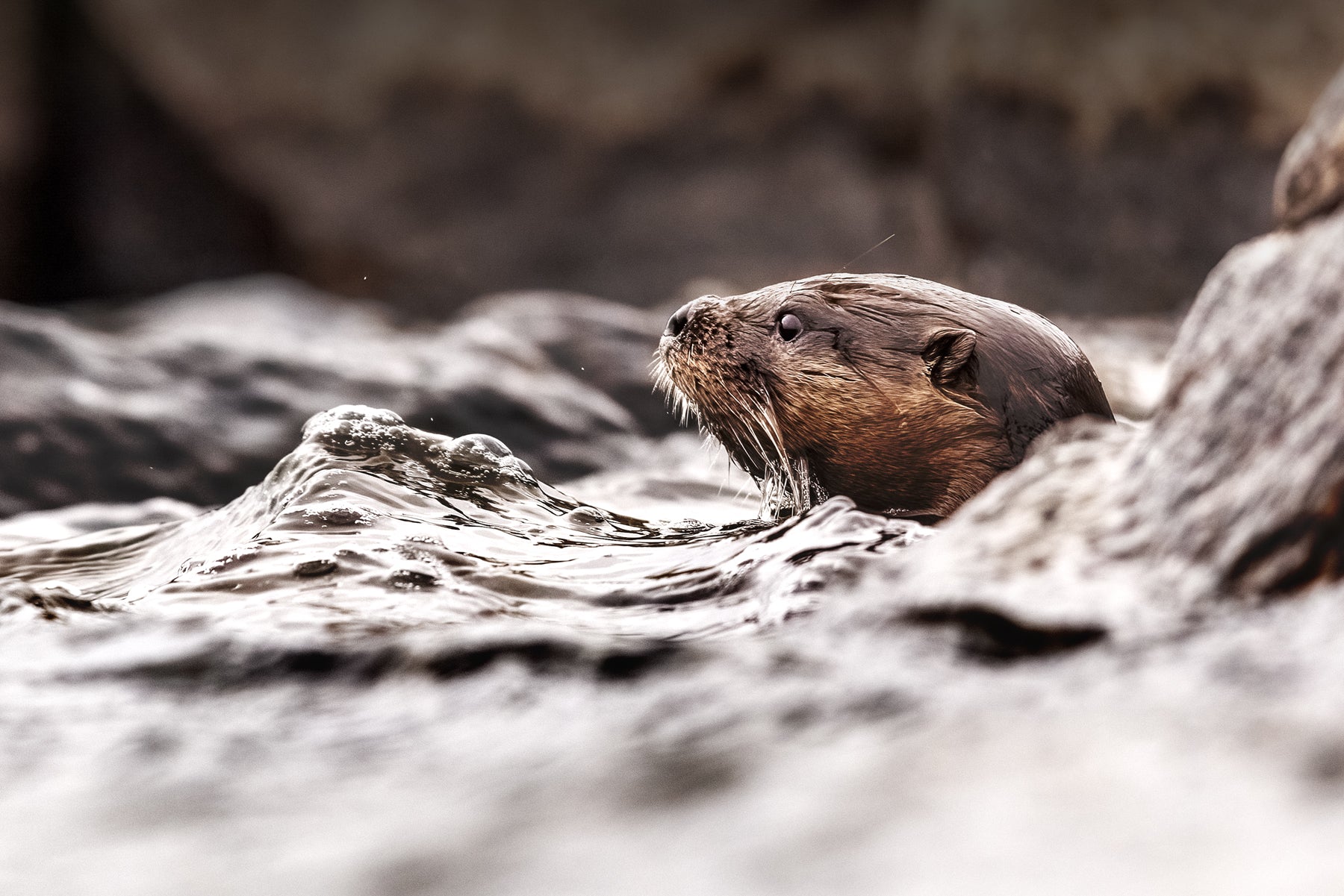 Loutre de rivière 017