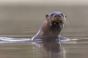 Loutre de rivière 018