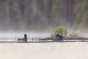 Loutre de rivière 020
