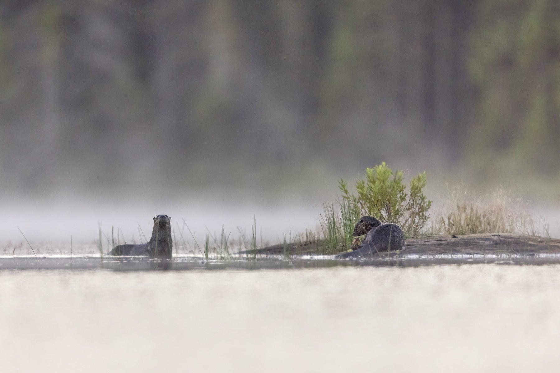 Loutre de rivière 020