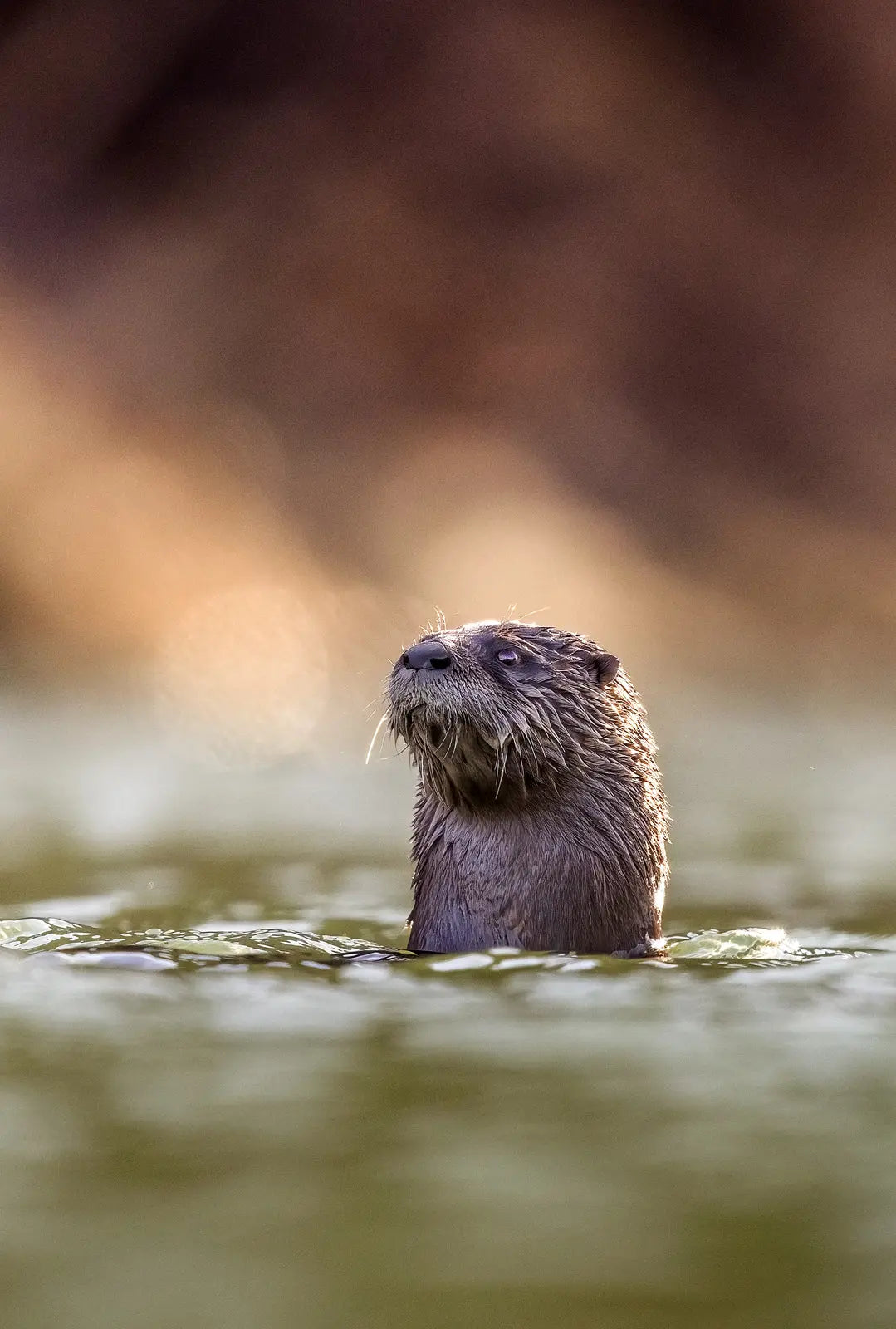 Loutre de rivière 021 - Jean-Simon Bégin - Photographe Animalier et Artiste Peintre