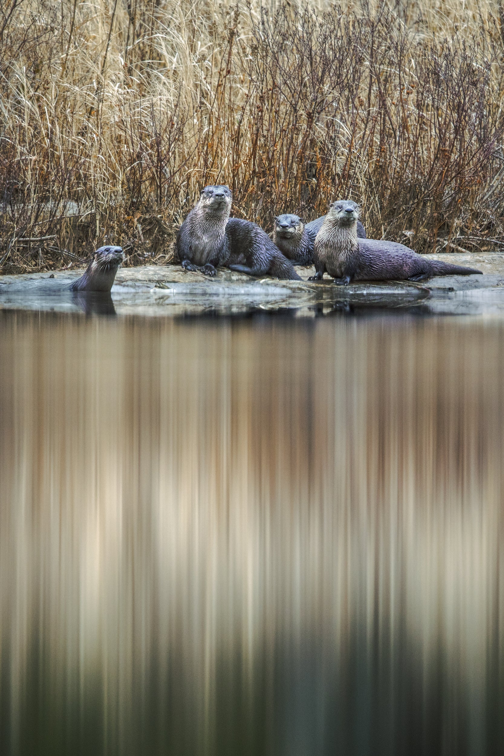 Loutre de rivière 002