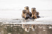 River Otter 004