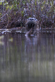 River Otter 012