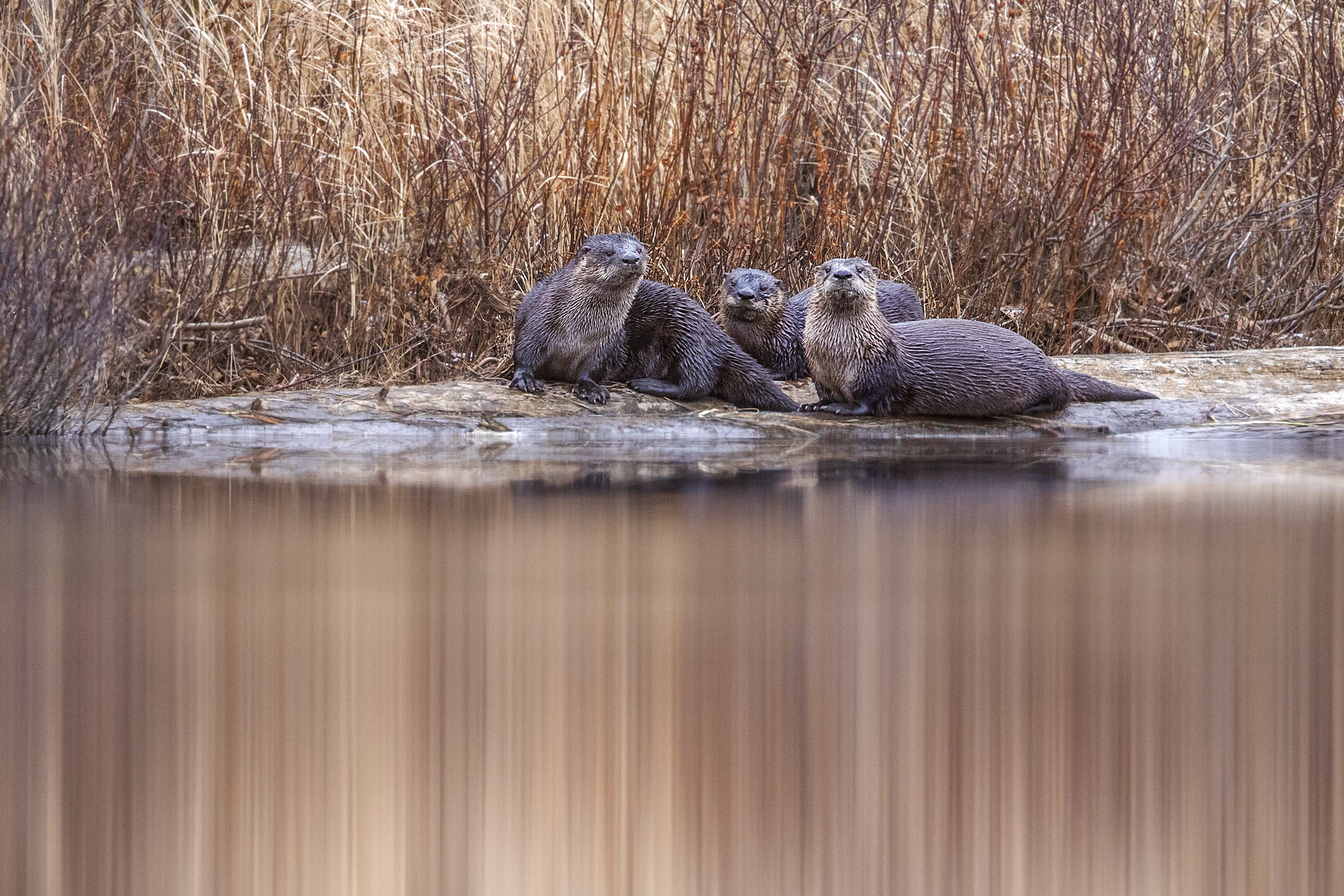 Loutre de rivière 015