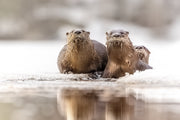 River Otter 018