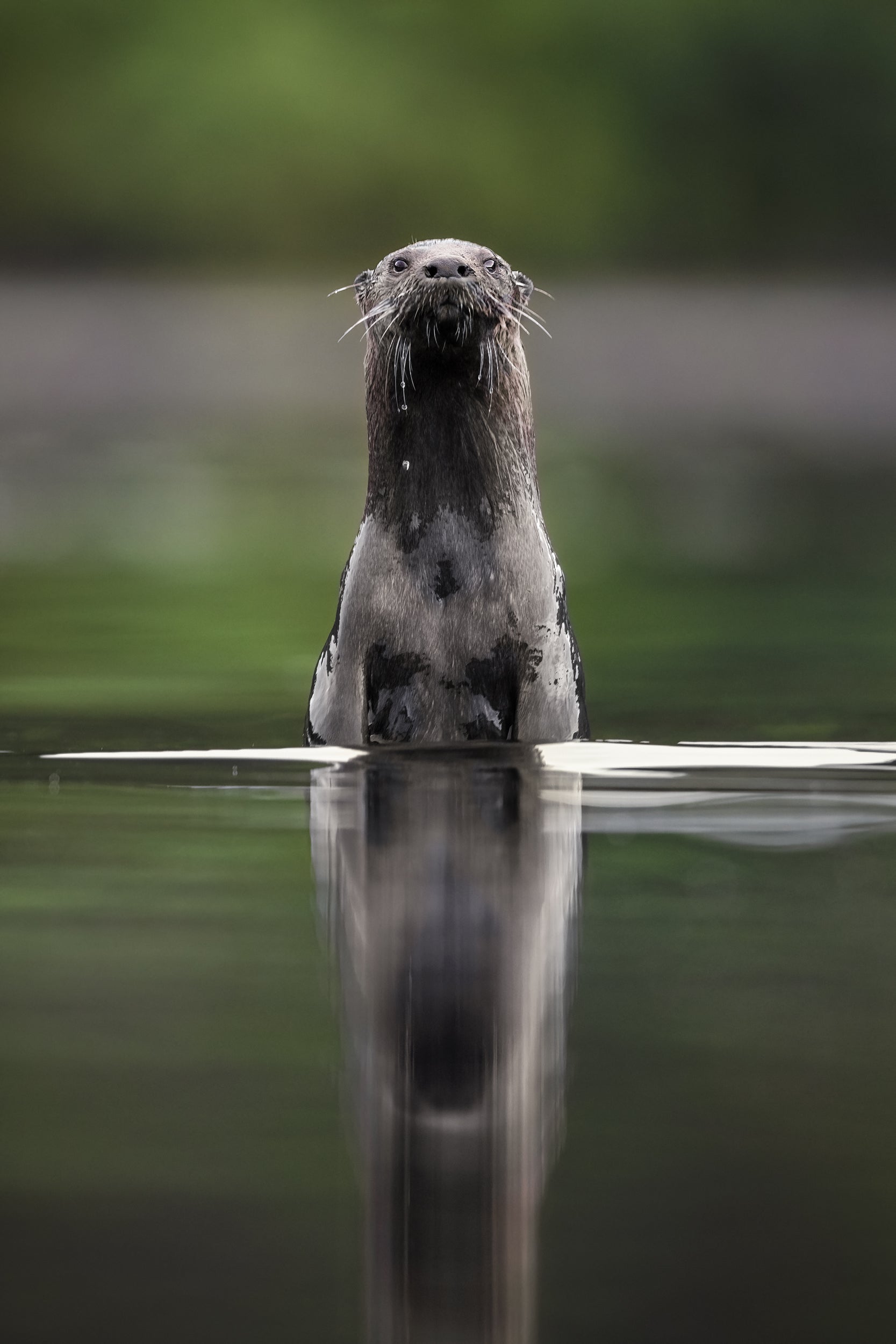 Loutre de rivière 021