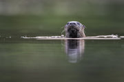 Loutre de rivière 022