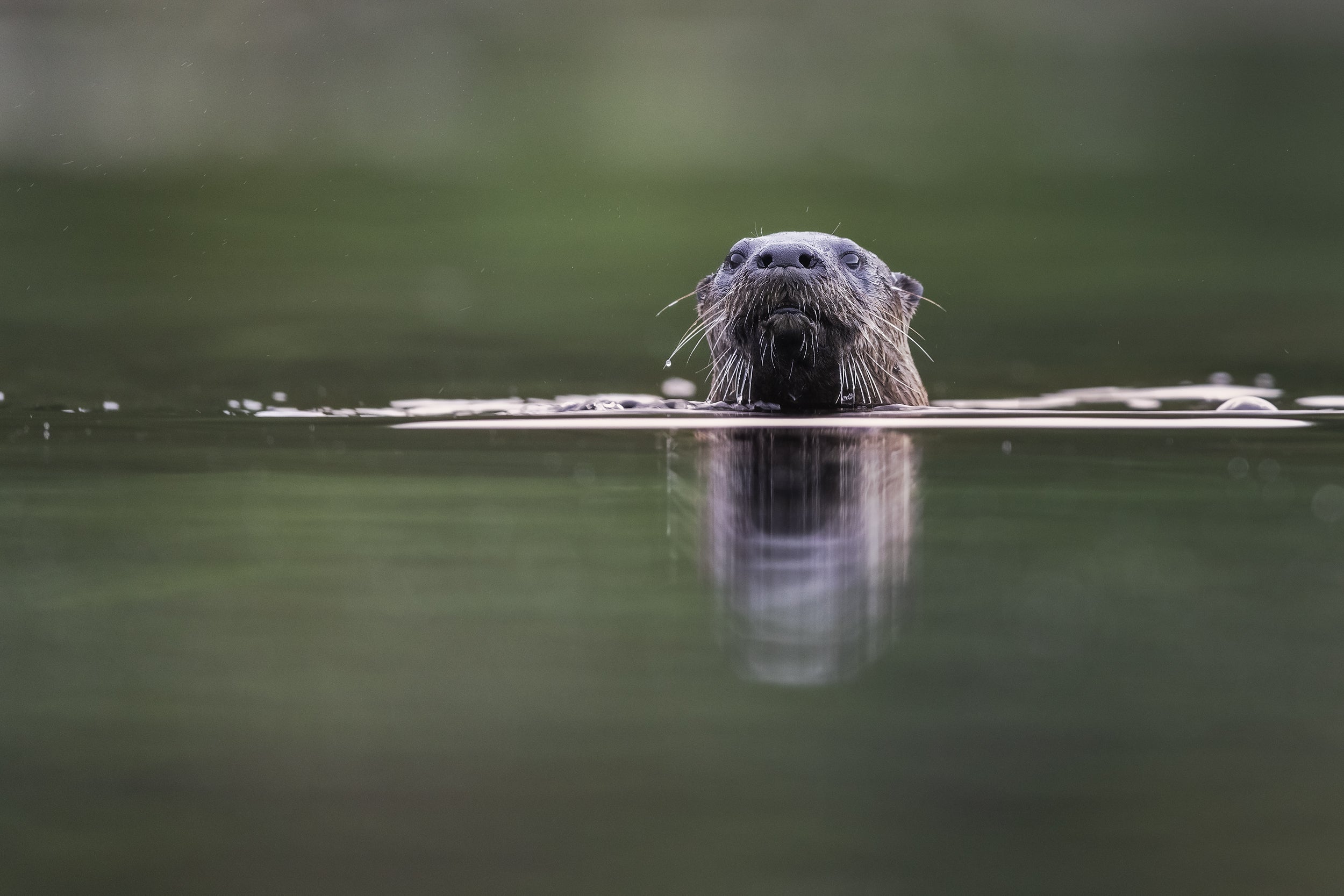 Loutre de rivière 022