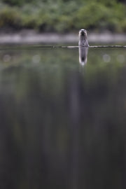 River Otter 024