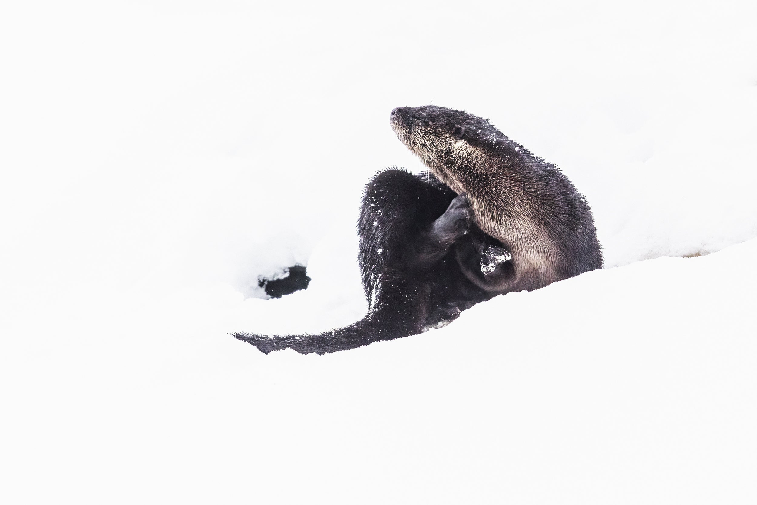 Loutre de rivière 032