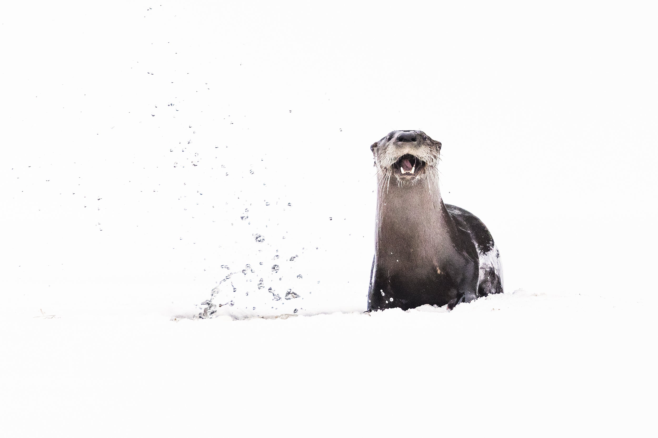 River Otter 033
