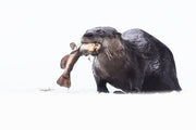 River Otter 036