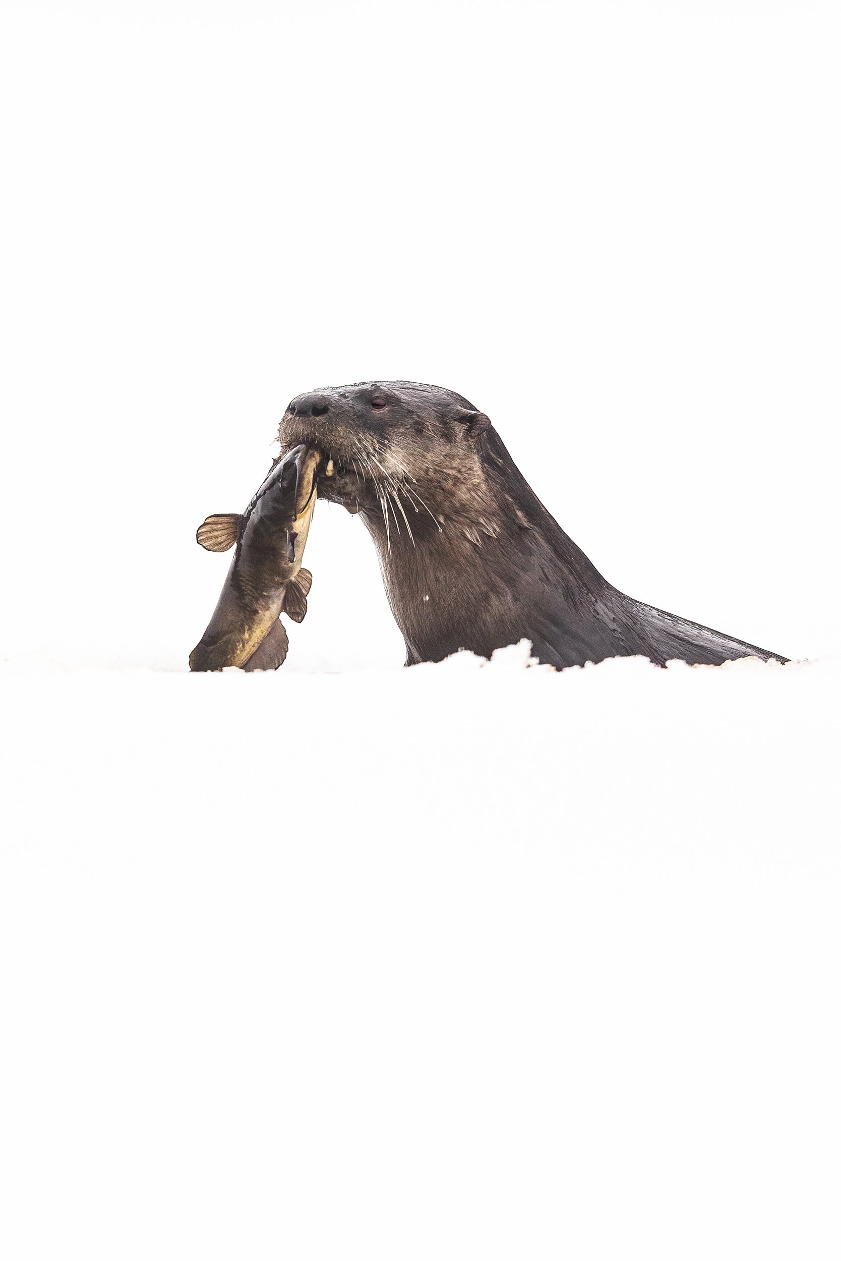 River Otter 038