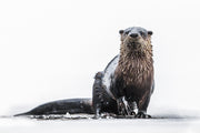 River Otter 039