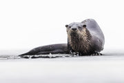River Otter 041