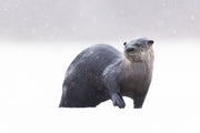 River Otter 044