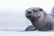 River Otter 048