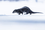 River Otter 051