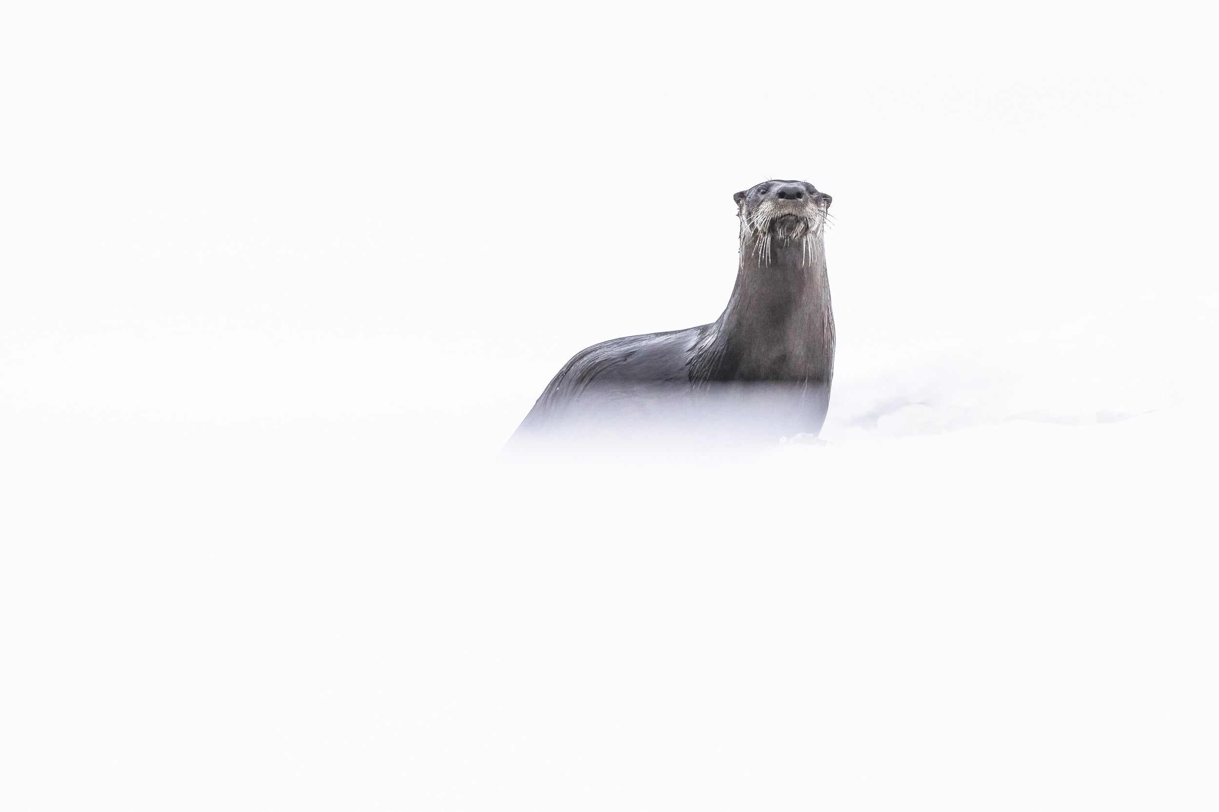 Loutre de rivière 052
