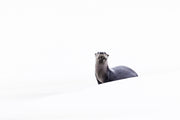 River Otter 053